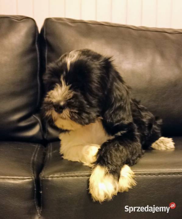 Terier Tybetański szczenięta Dona Sofia i Dżin Cerekiew