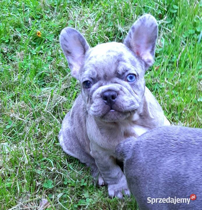 Buldog francuski pieski Pabianice sprzedam