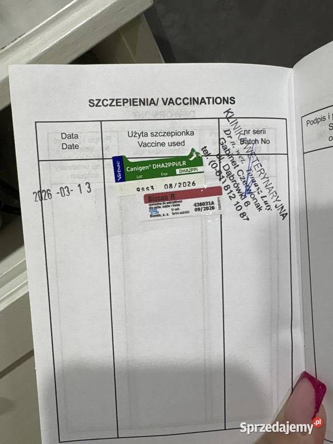 Szczeniaczek do oddania Poznań