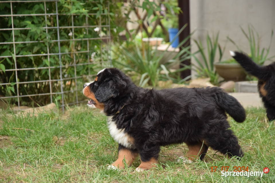 berneński pies pasterski zkwp Berneński Pies Pasterski Rogoźnik