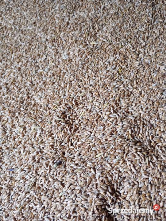 Pszenżyto trisol tegoroczne Zboża Jastrzębska Wola sprzedam