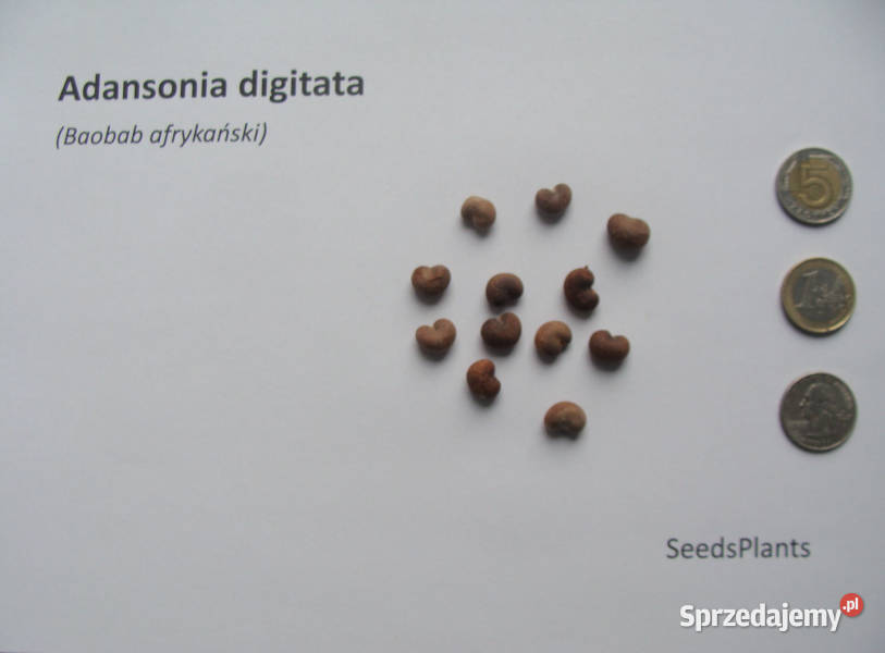 BAOBAB AFRYKAŚKI Adansonia digitata NASIONA 200 Lubanie