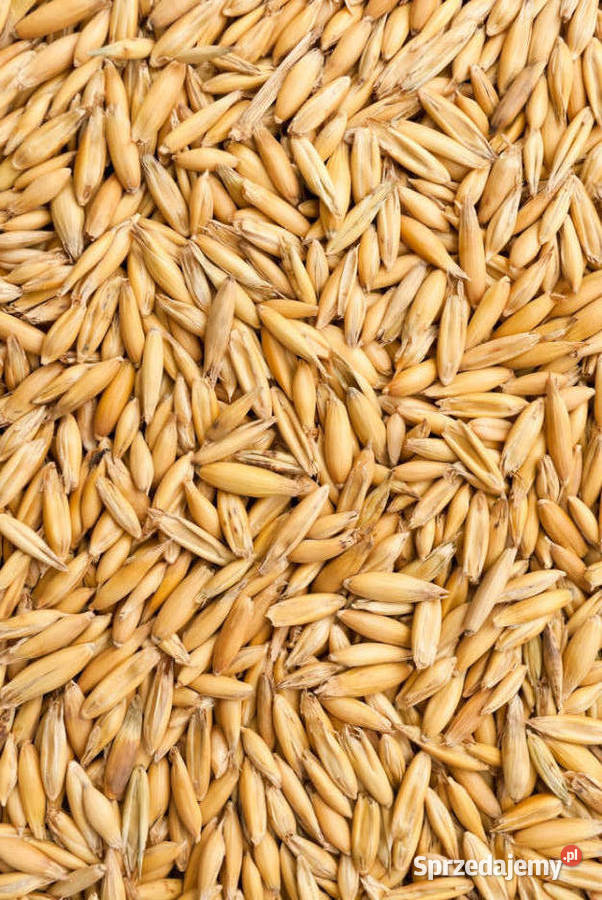 Owies Zboża Jankowice