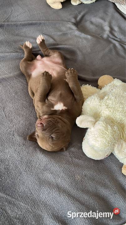 Sprzedam Szczeniaka American Pit Bull Terrier Gorlice