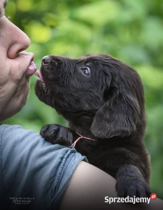 FlatCoated Retriever ZKwP FCI czarne i Tarnów sprzedam