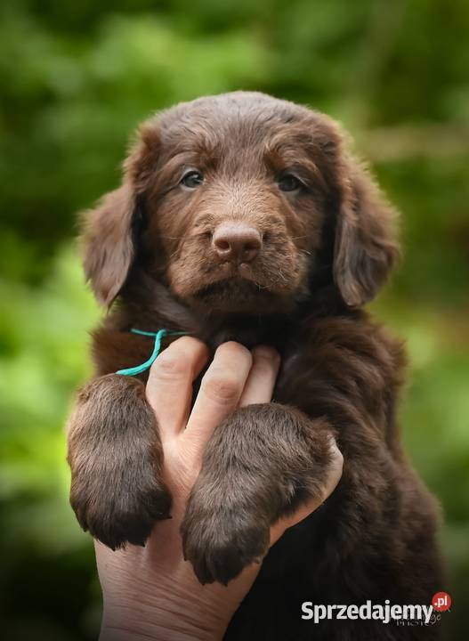 FlatCoated Retriever czekoladowe suczki ZKwP FCI Tarnów
