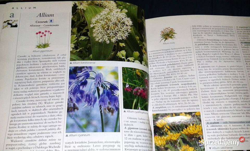 Ilustrowana encyklopedia roślin Dom balkon taras Rok wydania 2008 lubelskie