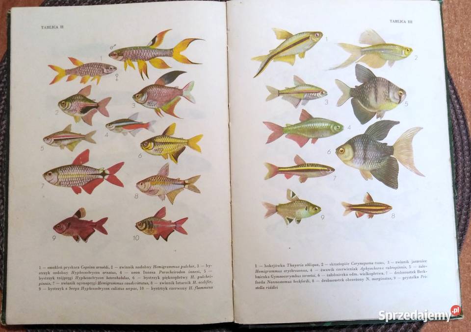 Ryby w akwarium 1983 r Włodawa