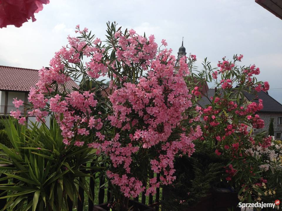 Kwiaty oleander