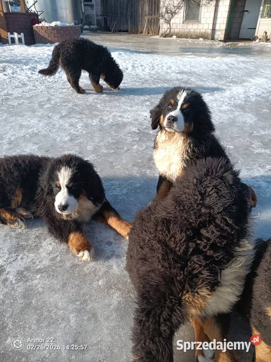 Piesek Berneński Pasterski Jeleniewo sprzedam