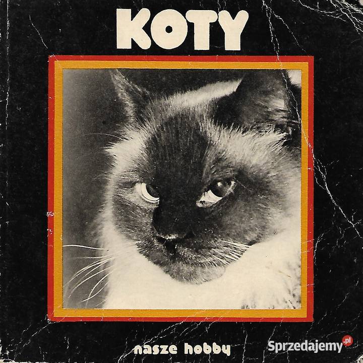 Koty nasze hobby sprzedam
