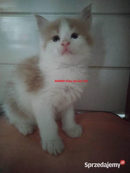 Kocieta Koty Doroty Pilica