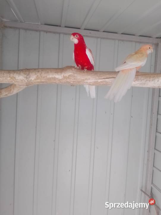 Rozella królewska i białolica lubelskie Osiny