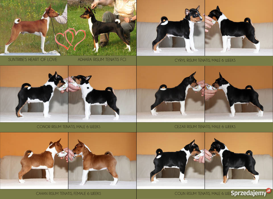 Szczeniaki Basenji Gdynia
