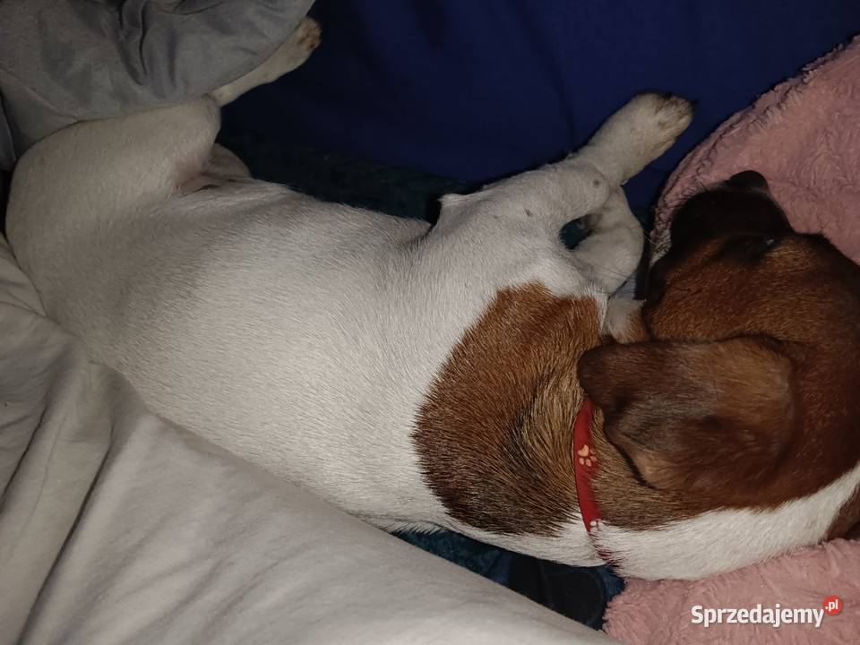 Suczka Jack Russell Terrier łódzkie Koźle