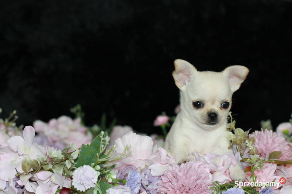 XS Chihuahua Prawdziwy rodowód ZKwP FCI Świnoujście