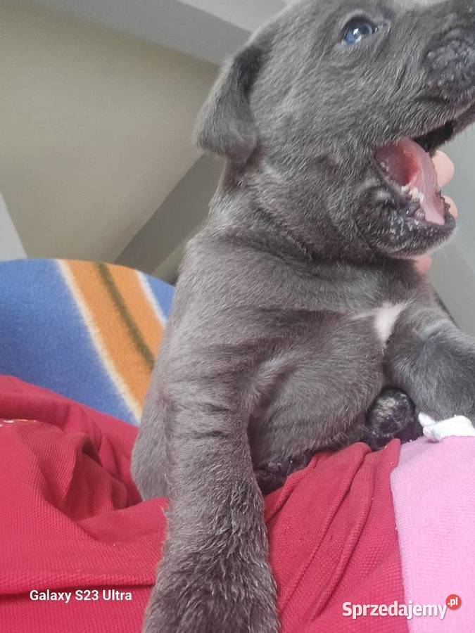 Szczenięta Cane Corso Łubno