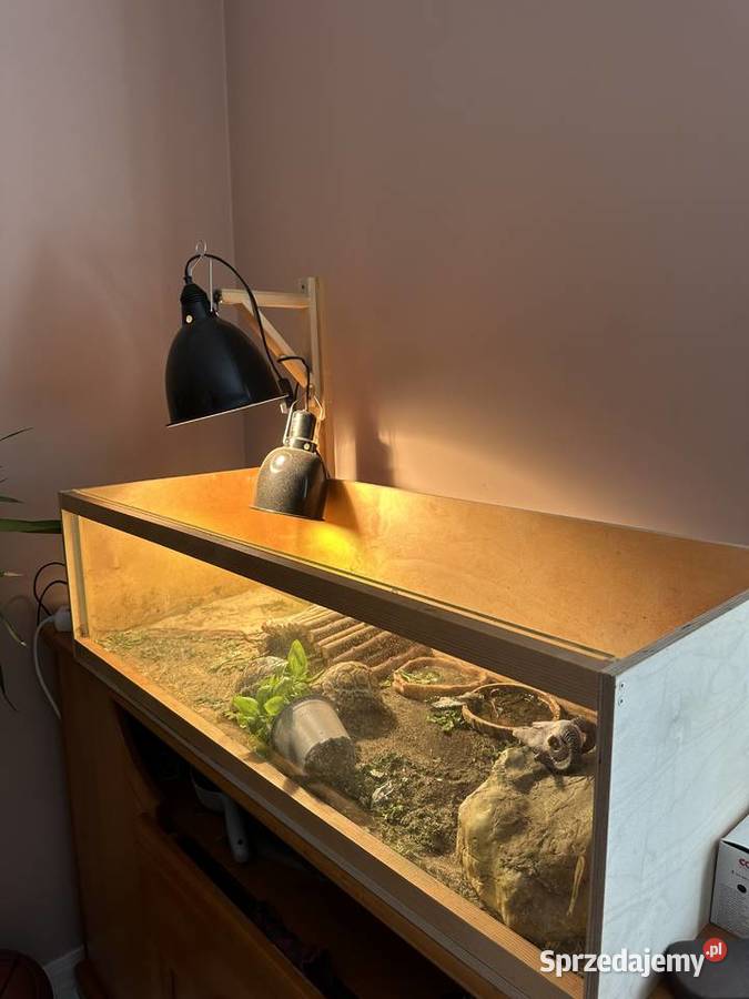 Żółwie lamparcie Kraków