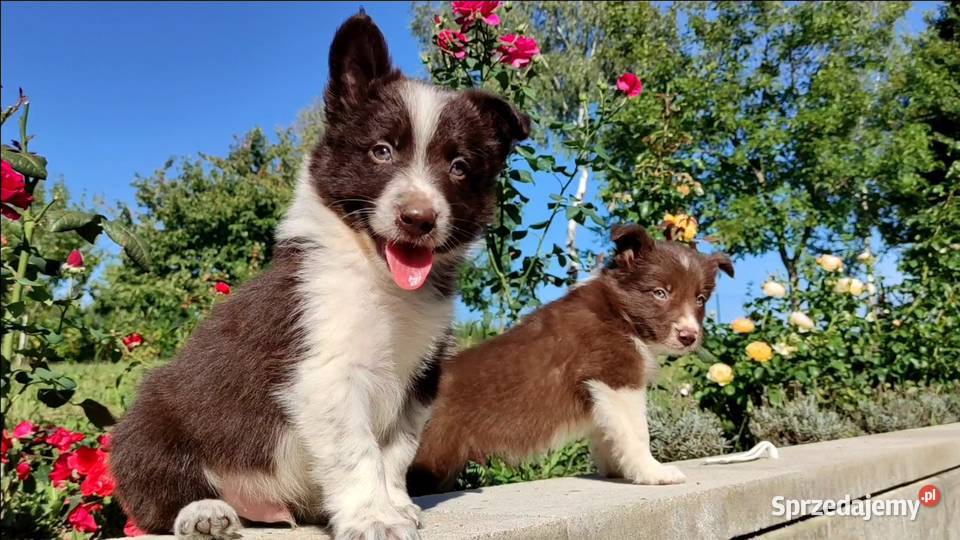 Wspaniały Pies FAZI BORDER COLLIE z pełną dok Iwonicz