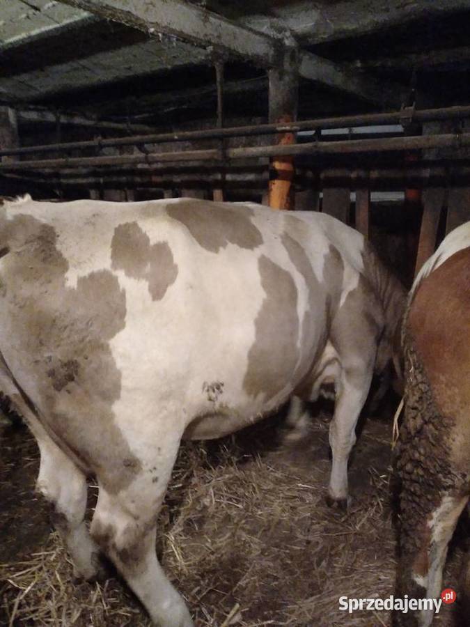 Krowa wysokocielna Brzeźno Szlacheckie