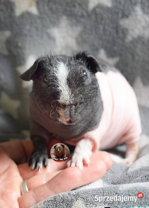 Świnka morska świnka skinny Rodowód Hodowla Wrocław