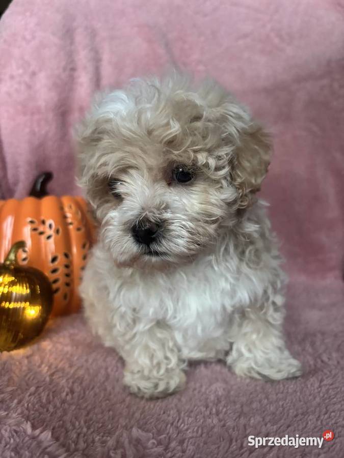 Piesek Maltipoo F1 beżowy Częstochowa