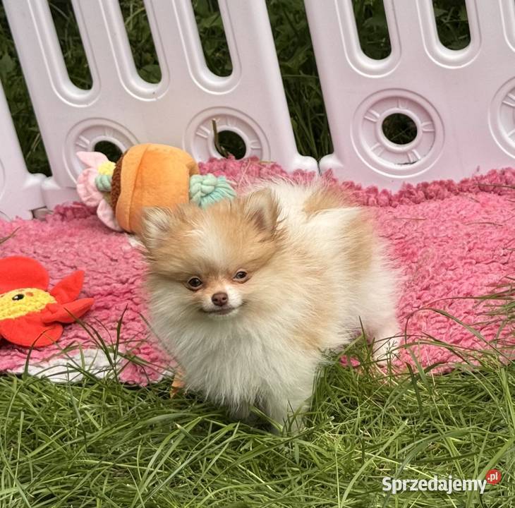 Szpic miniaturowypomeranian Zrębice