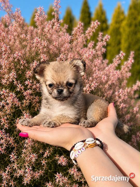 Chihuahua szczenięta FCI