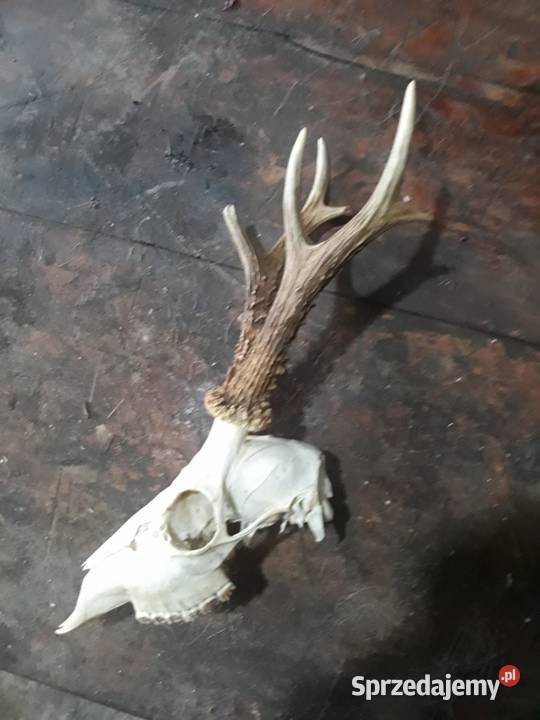 Parostki rogacza rogi rogi koziołka Nowe