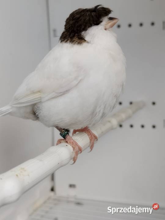 Kanarki Gloster samce 26 r Ptaki Gostyń