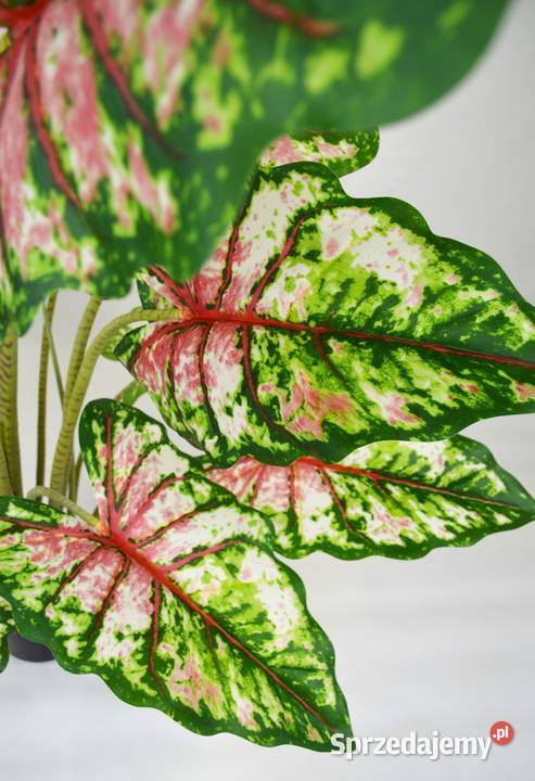Alocasia sztuczna Tiger Taro Pink ładne drzewko Wąbrzeźno