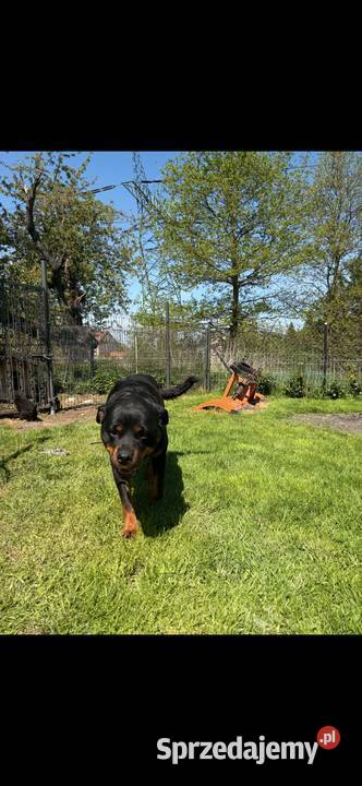 szczeniaki rasy Rottweiler Rottweiler dolnośląskie Zgorzelec