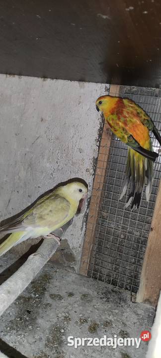 Rozela białolica Rybnik sprzedam