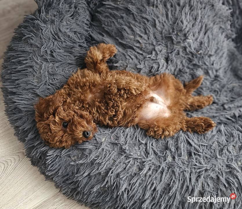 Piesek toy red brown Zbrudzewo