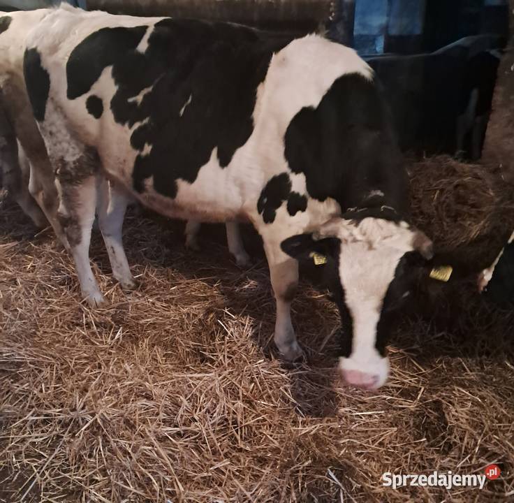 Sprzedam jałówki cielne