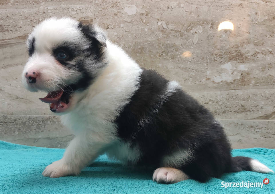 Pies SZOGUN Border Collie rasowy z hodowli z