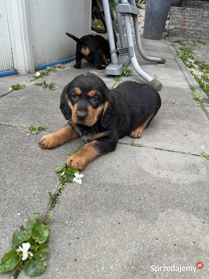 Szczeniaki Gończy Polski