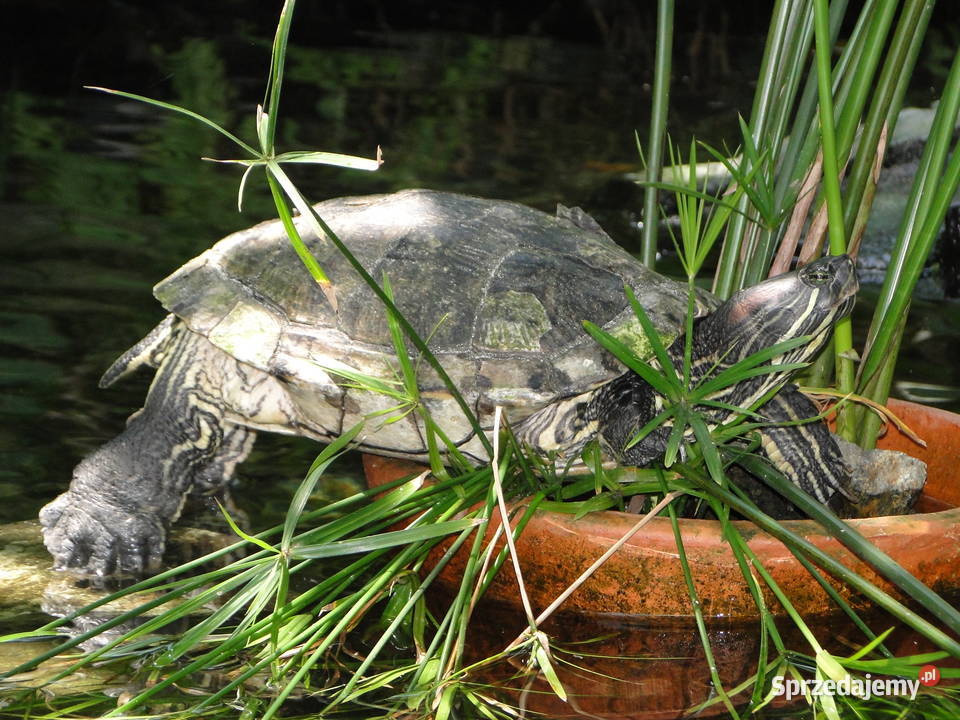 Wniosek deklaracja organu RDOŚ obszarów Natura