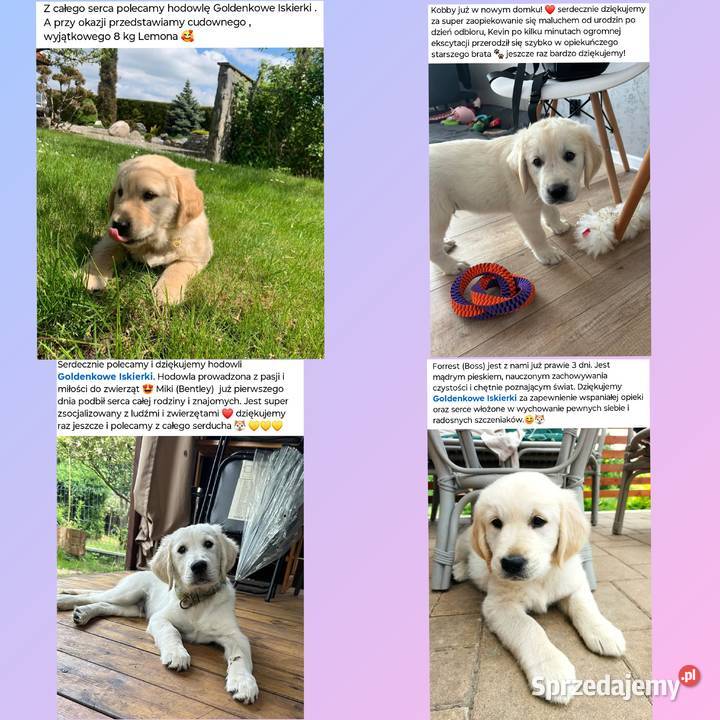 Szczenięta Golden Retriever Rezerwacja miotu Olkusz