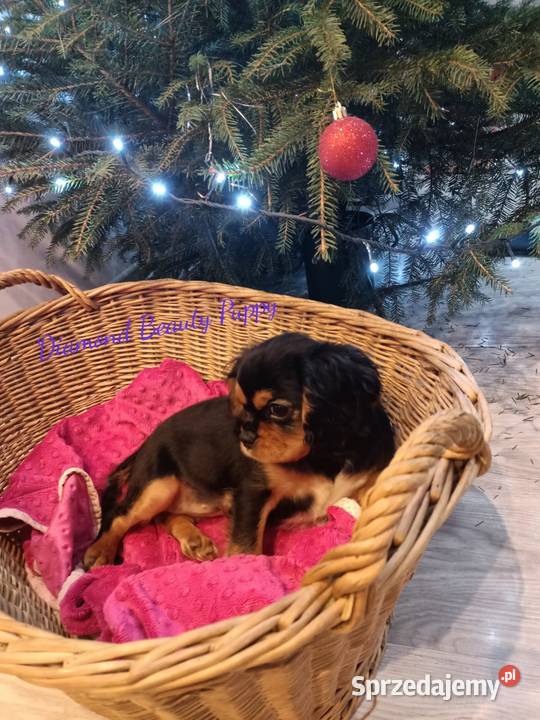 Suczka Cavalier King Charles spaniel maści Bt śląskie Tarnowskie Góry sprzedam