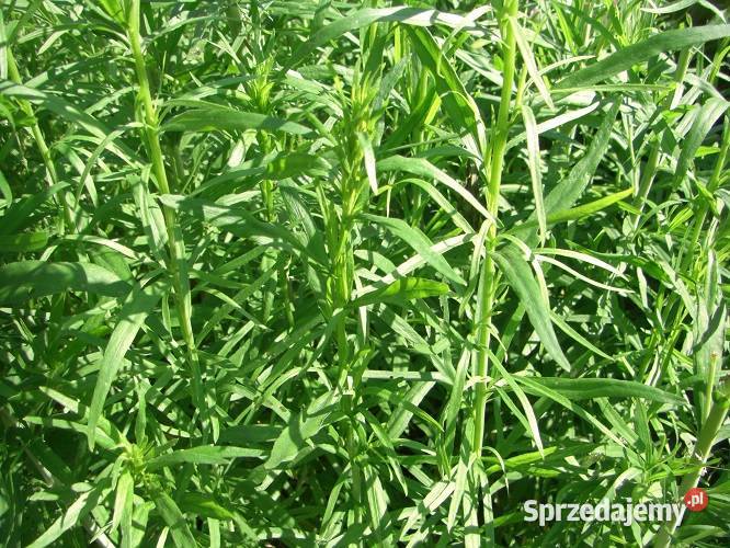 Zioła różne Białowieża sprzedam