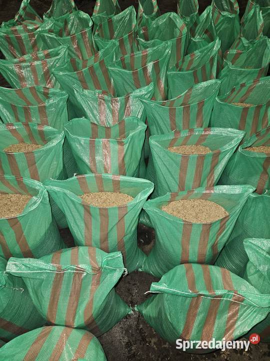 Owies jary około 50 ton Odmiana Bingo i Rambo Turów