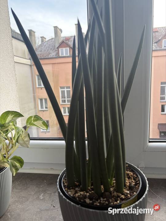 Sansewieria wężownica roślina doniczkowa Starachowice sprzedam