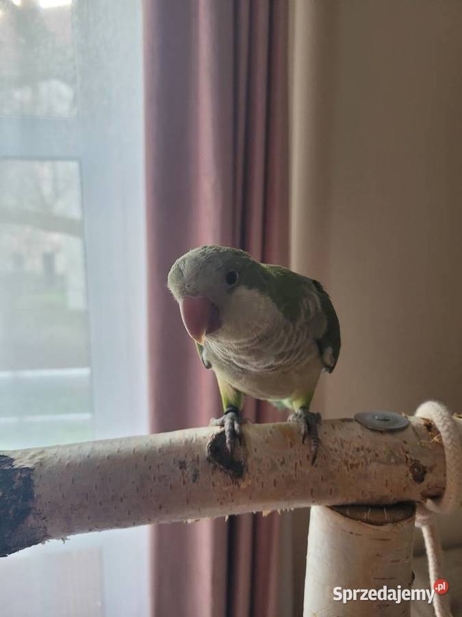 Mnicha nizinna ręcznie karmiona samiczka z DNA.