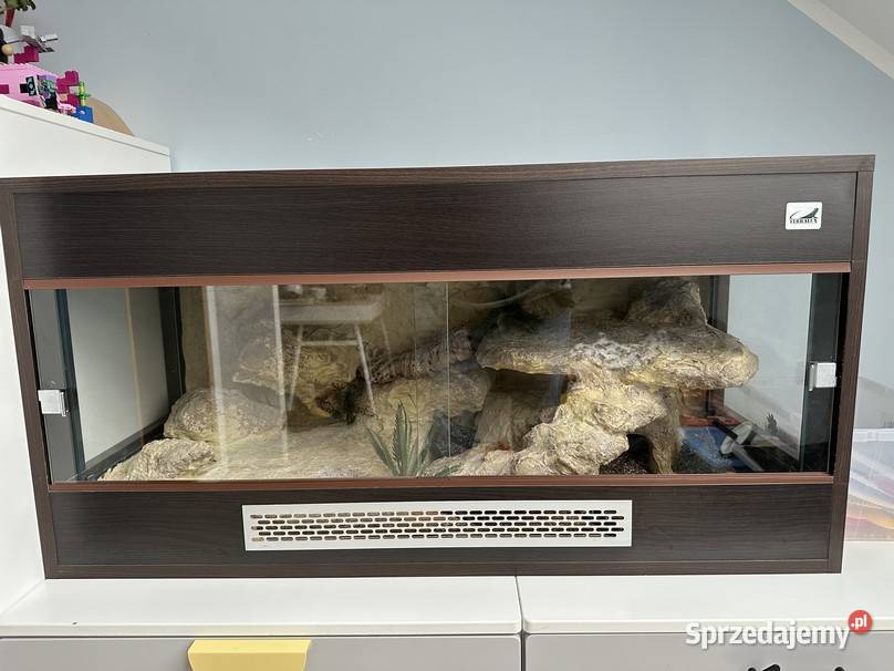 Sprzedam gekona lamparciego z terrarium Myszków sprzedam