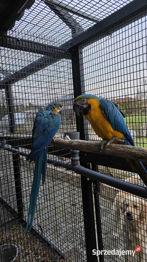 Ara ararauna śląskie Ornontowice