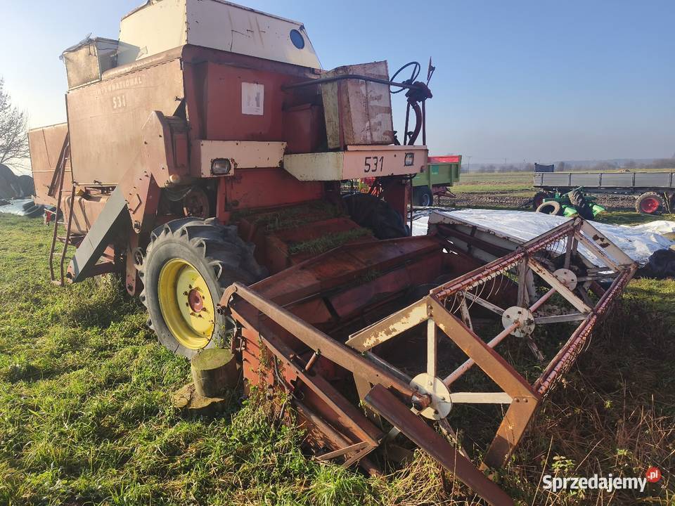 Sprzedam kobaj ihc 531