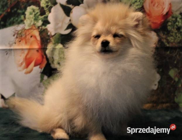 POMERANIAN szpic miniaturowy suczka Suchy Bór