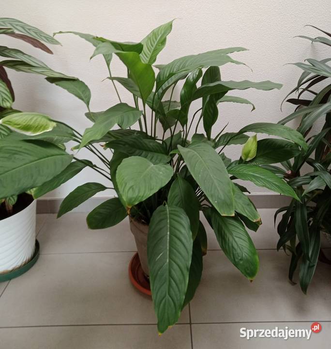 Skrzydłokwiat Spathiphyllum Pozostałe Wrocław sprzedam