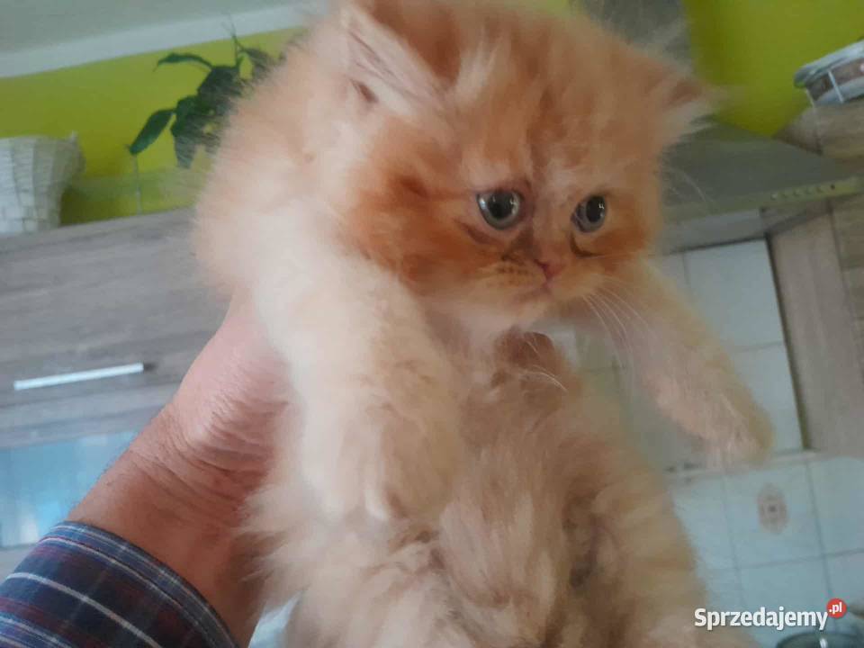 Kocurek perski rudobiszkoptowy